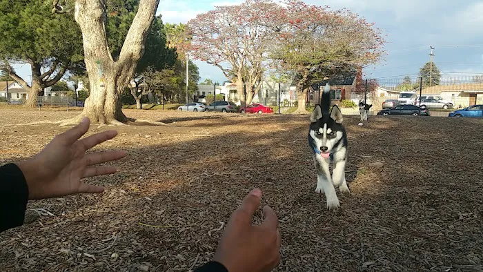 Dog Park 1
