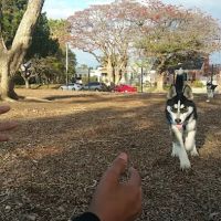 Dog Park ico