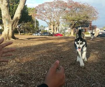 Dog Park