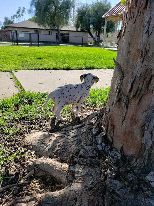 Port Hueneme Naval Base Dog Park 6