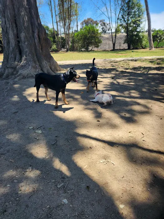 Dog Park - Camino Real 2