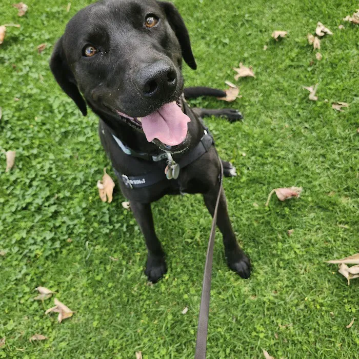 Dog Park - Camino Real 3