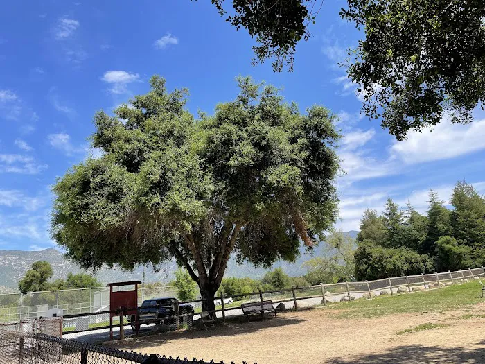 Mitchell Edelson Dog Park 3