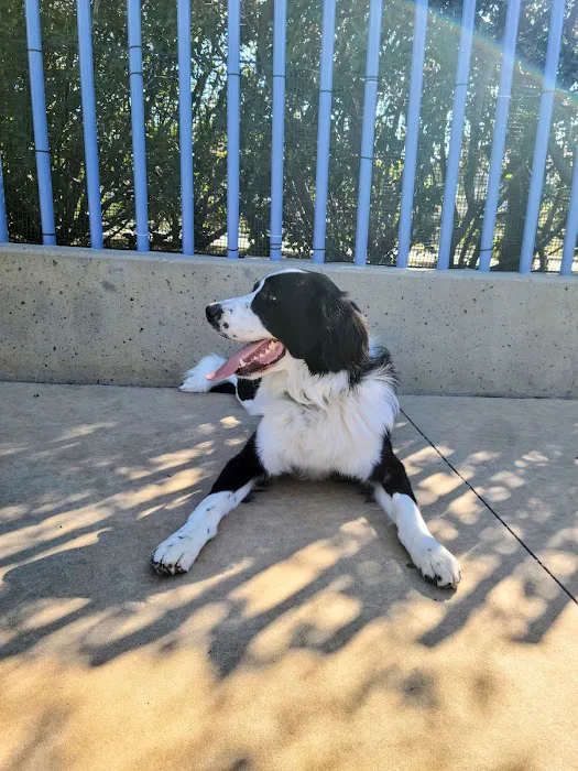 Newport Beach Dog Park 4
