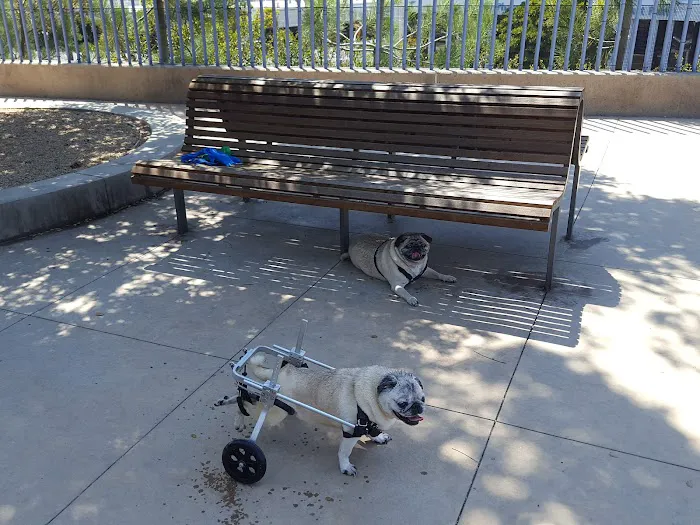 Newport Beach Dog Park 10