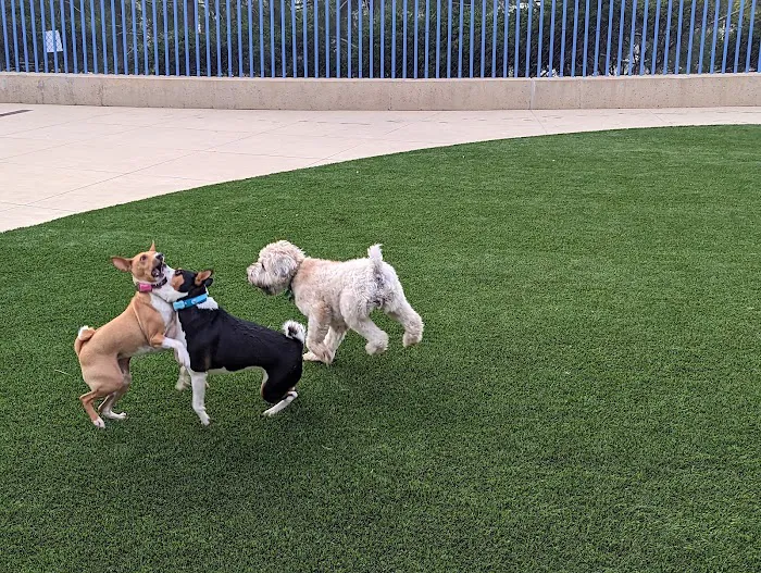 Newport Beach Dog Park 6