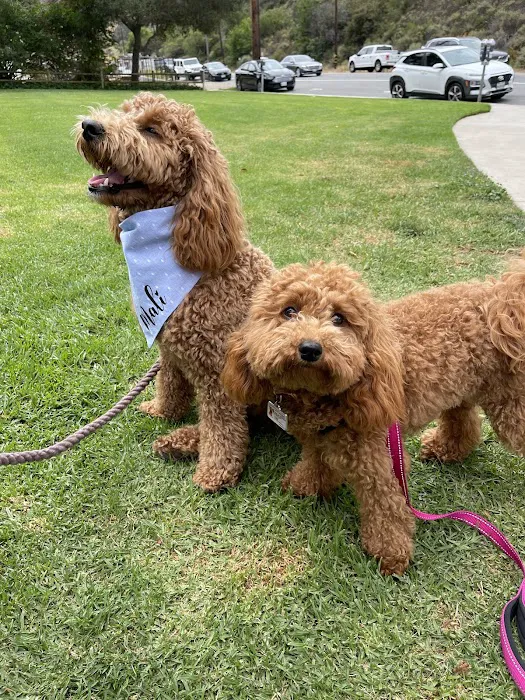 Laguna Beach Dog Park 5