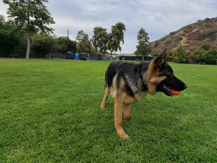 Laguna Beach Dog Park 10
