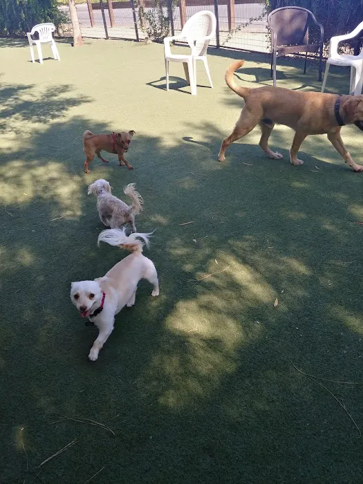 Laguna Woods Dog Park 3