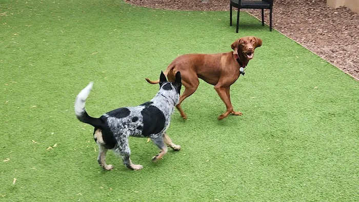Laguna Woods Dog Park 7
