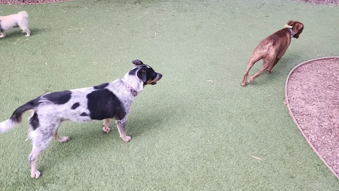 Laguna Woods Dog Park 6
