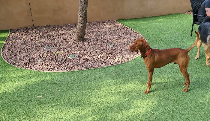 Laguna Woods Dog Park 10