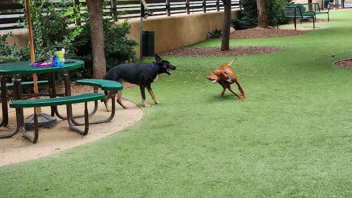 Laguna Woods Dog Park 9