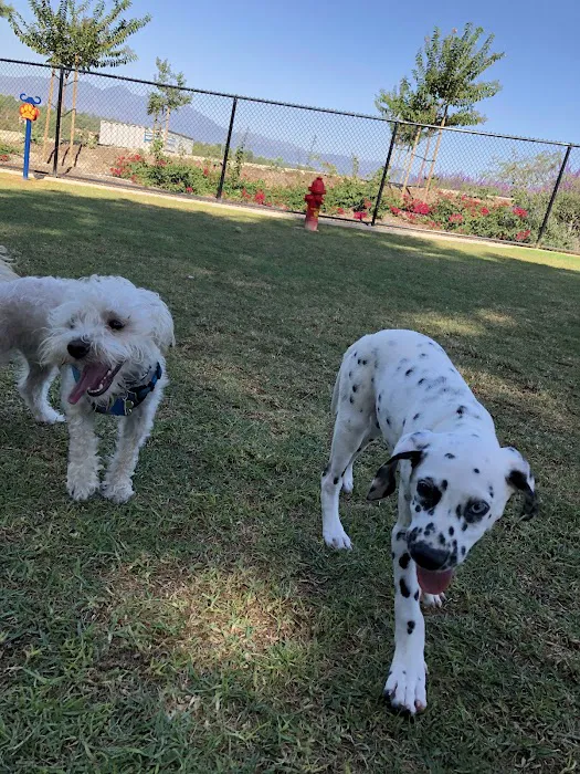 Creekside Park Dog Park 10