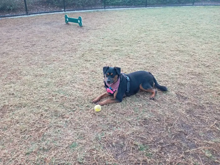 Creekside Park Dog Park 3
