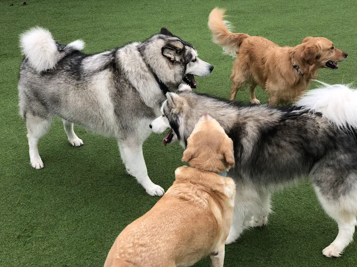 Barker Ranch Dog Park 5