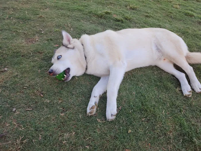 La Paws Dog Park 10
