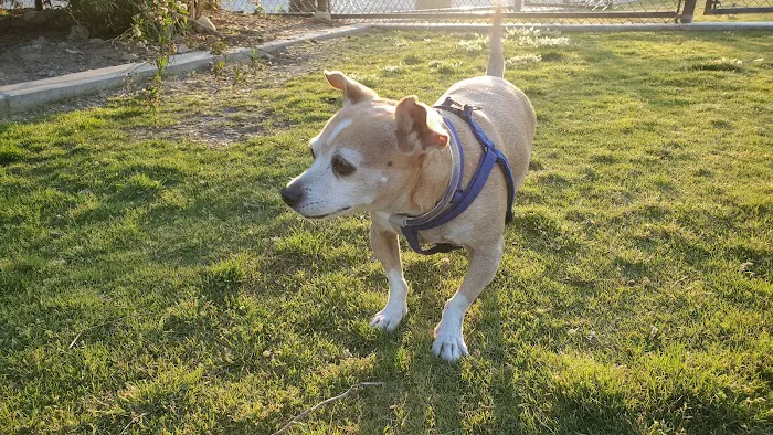 Cañada Vista Dog Park 7
