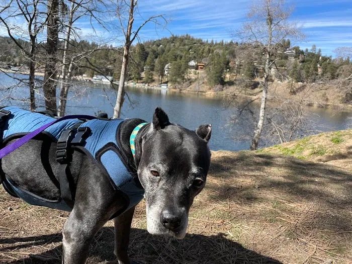 Lake Gregory Dog Park 6