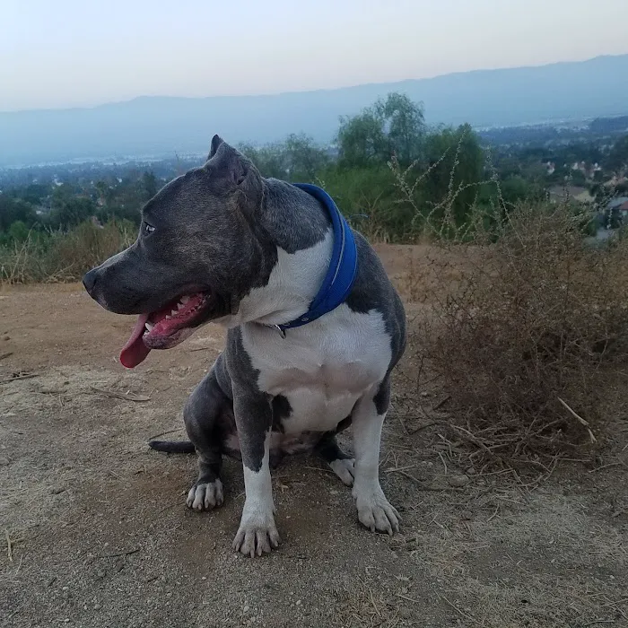 Loma Linda Large Dog Park 8