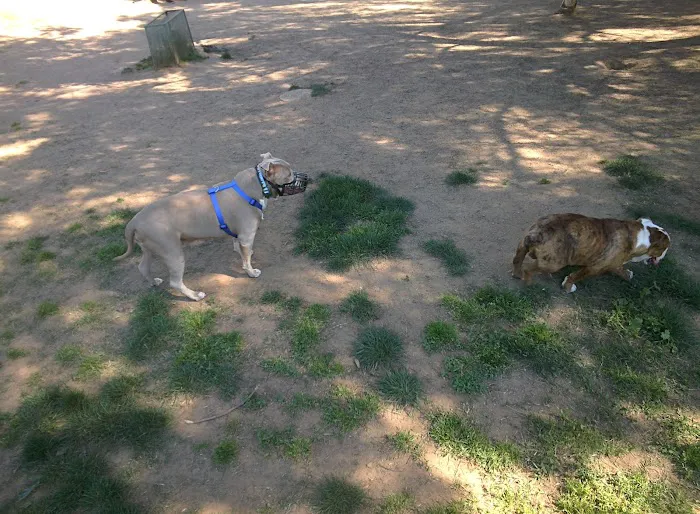 Loma Linda Large Dog Park 9