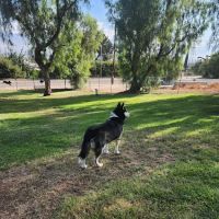 Loma Linda Large Dog Park ico
