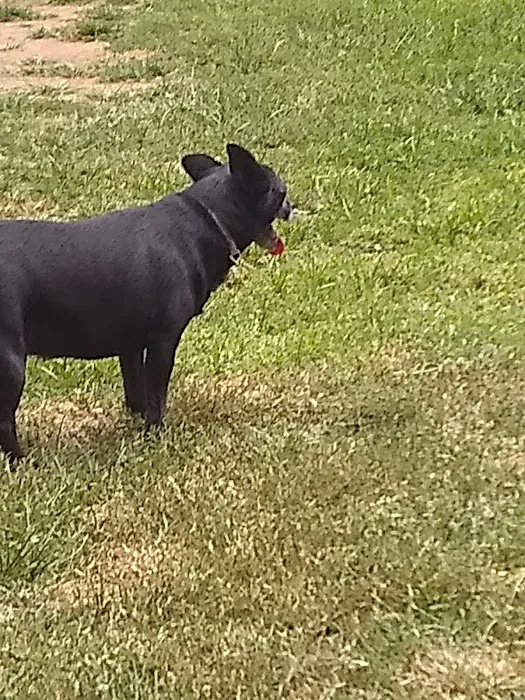 Redlands Dog Park 5