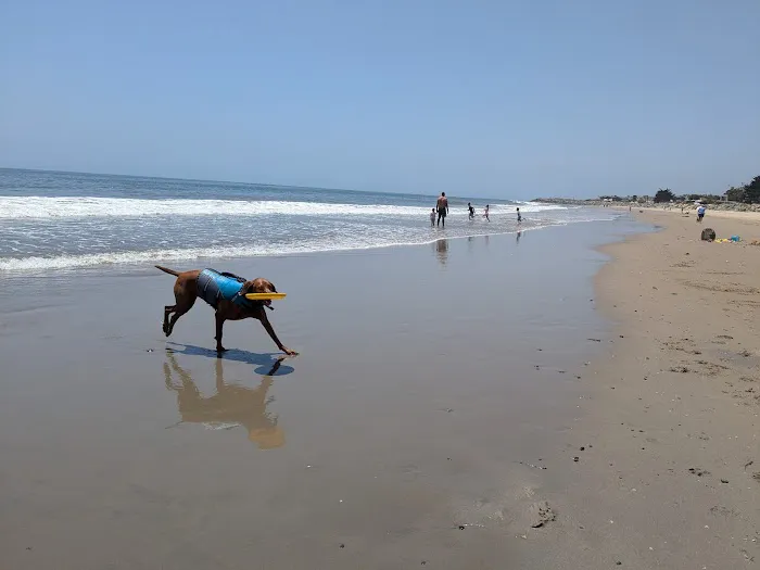 Carpinteria Dog Beach 1