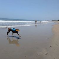 Carpinteria Dog Beach ico