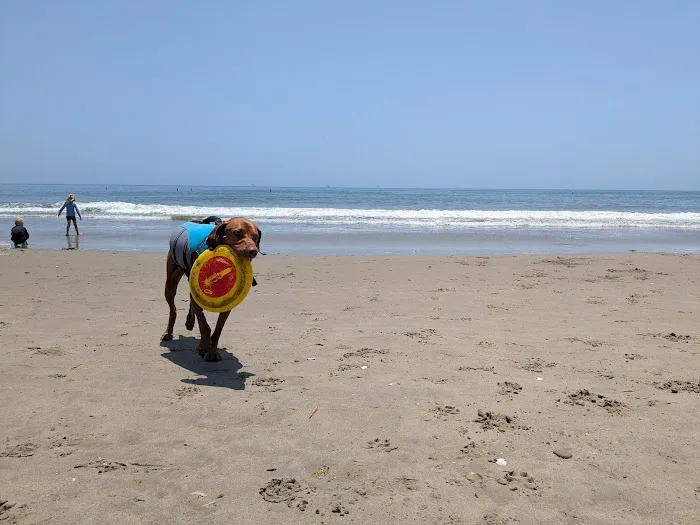 Carpinteria Dog Beach 8