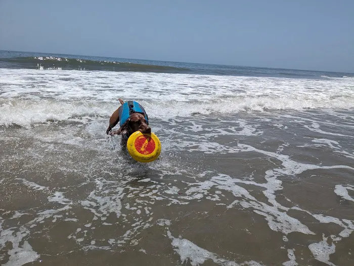 Carpinteria Dog Beach 4