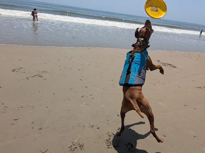 Carpinteria Dog Beach 3