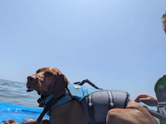 Carpinteria Dog Beach 6