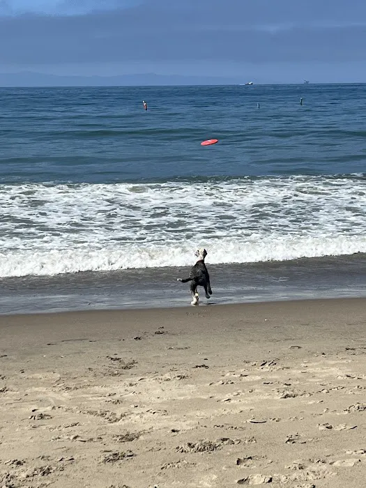 Carpinteria Dog Beach 5