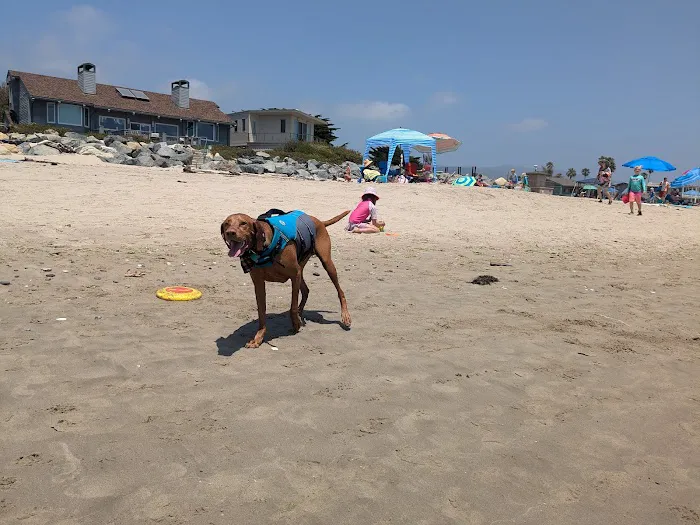 Carpinteria Dog Beach 7