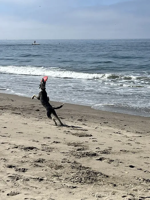 Carpinteria Dog Beach 9
