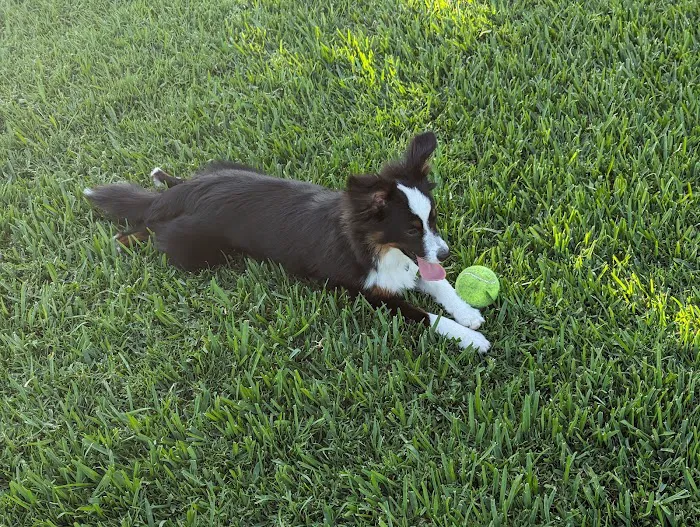 Wagsdale Dog Park (Private-access) 4