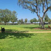 Wagsdale Dog Park (Private-access) ico