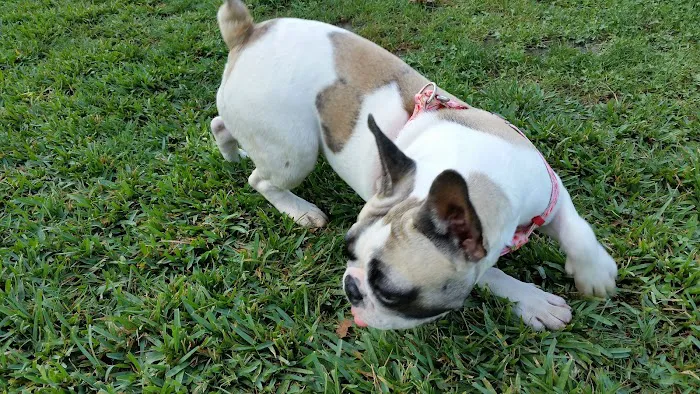Wagsdale Dog Park (Private-access) 7