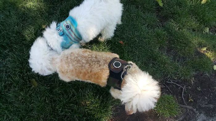 Coto De Caza Dog Park(private access) 3
