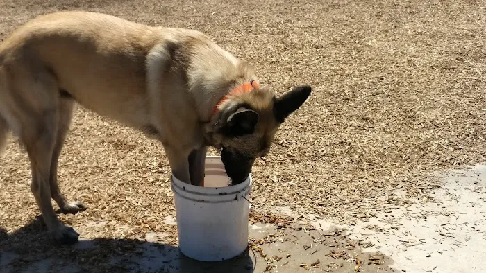 Laguna Niguel Pooch Park 1