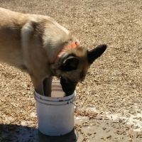 Laguna Niguel Pooch Park ico