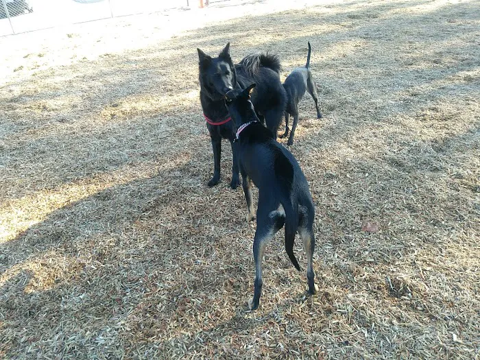 Laguna Niguel Pooch Park 8