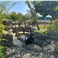 Dee Dog Park of iSpeakDog! ico