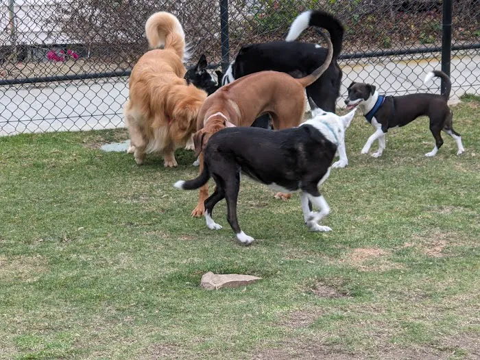 Crystal Cove Dog Park 10
