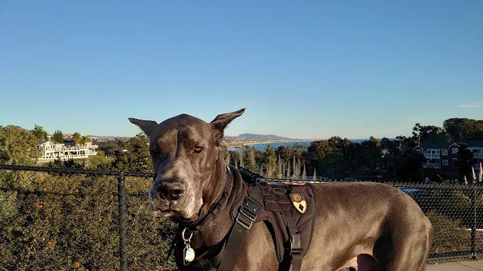 Crystal Cove Dog Park 5
