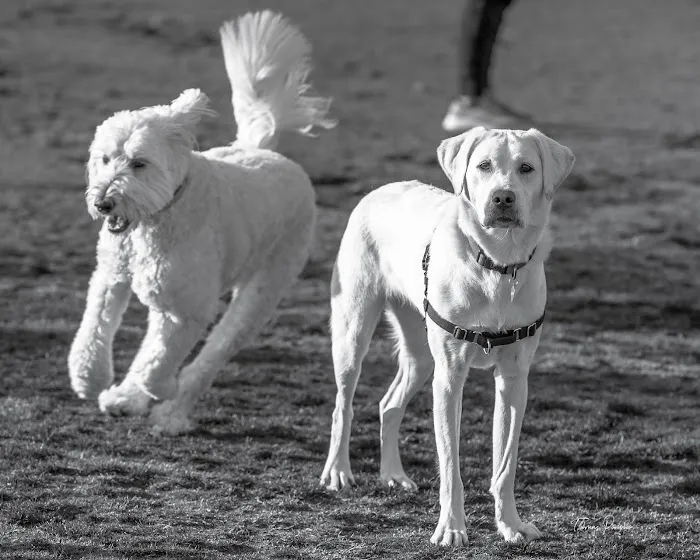 South Paw Dog Park (Private) 4