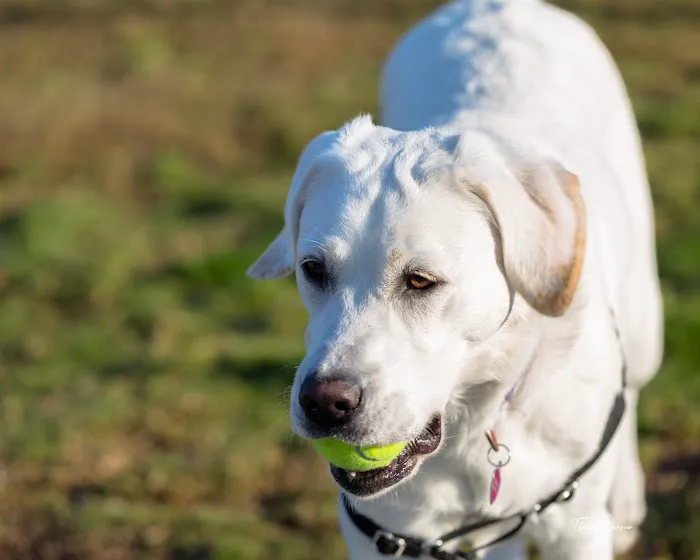 South Paw Dog Park (Private) 7