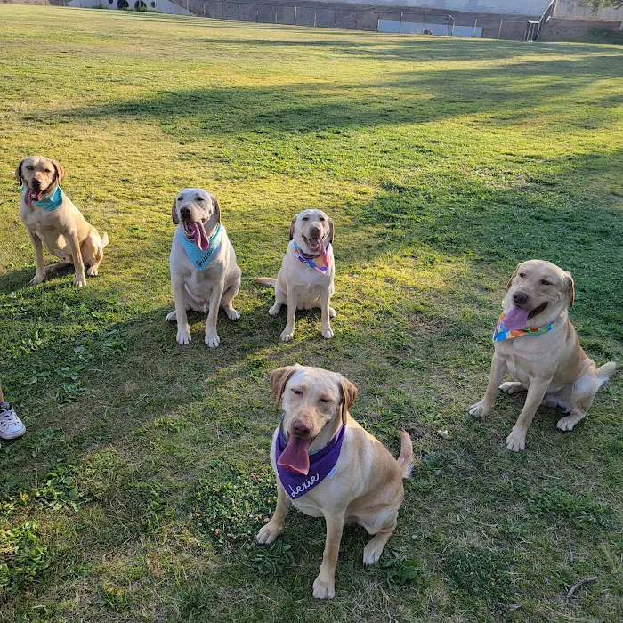 Paws Dog Park 10