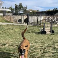 Paws Dog Park ico